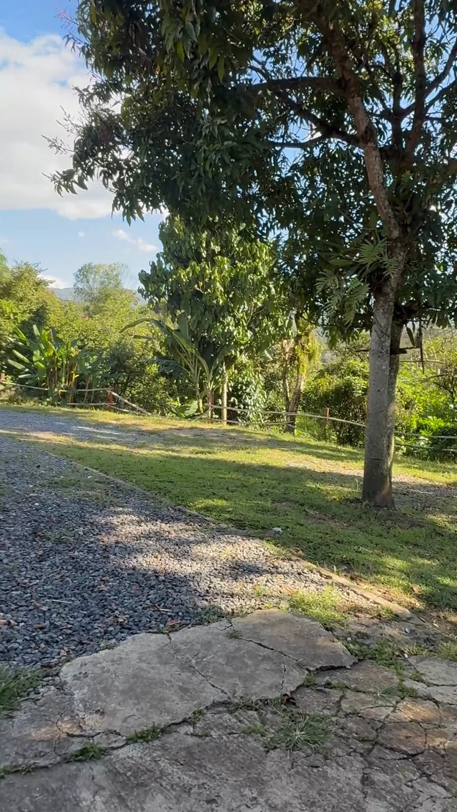 Sendero arbolado en las zonas verdes de La Chicharrona